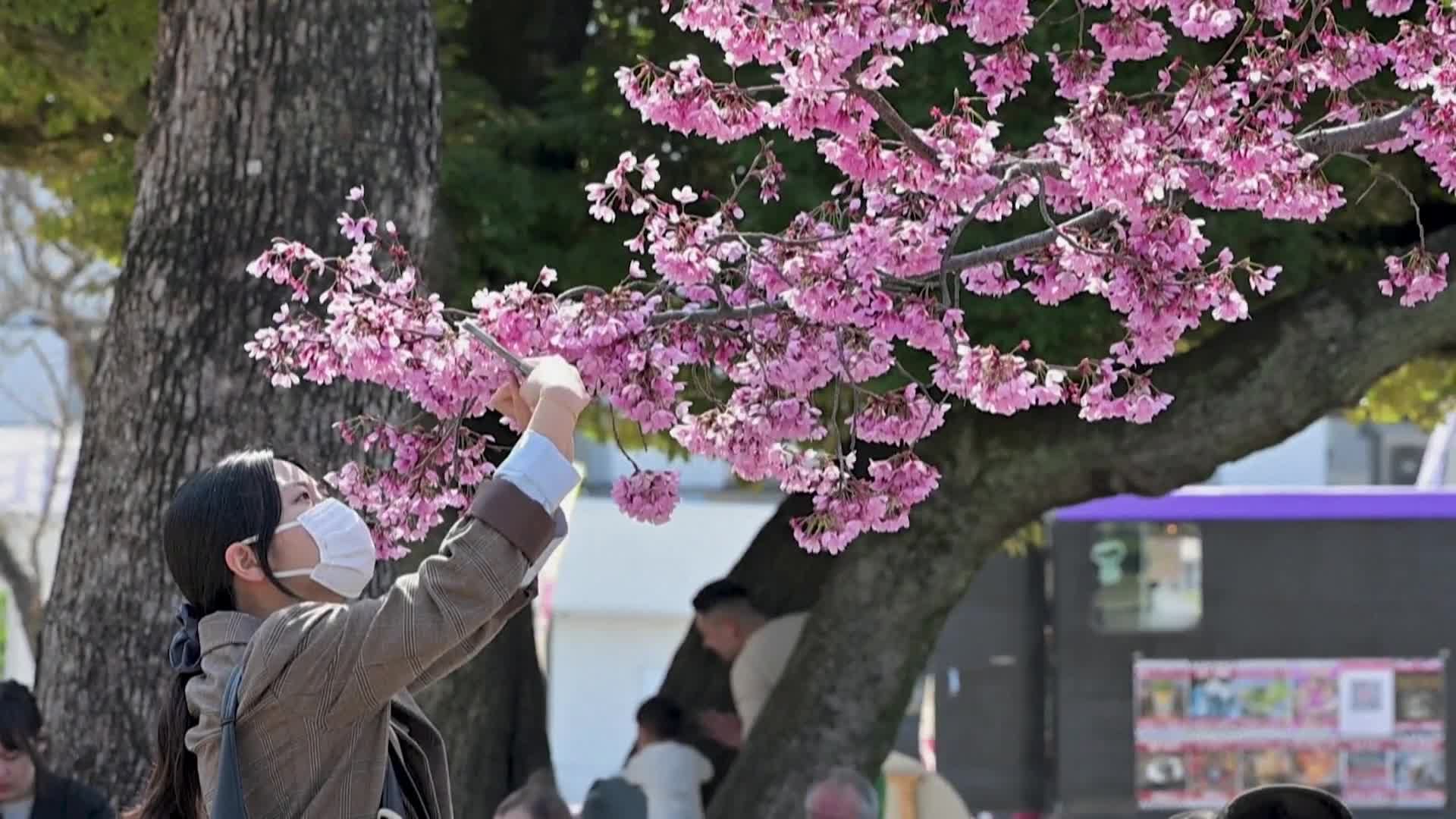 تفتح مبكر لأزهار الكرز في طوكيو يجذب الزوار وسط طقس غير معتاد