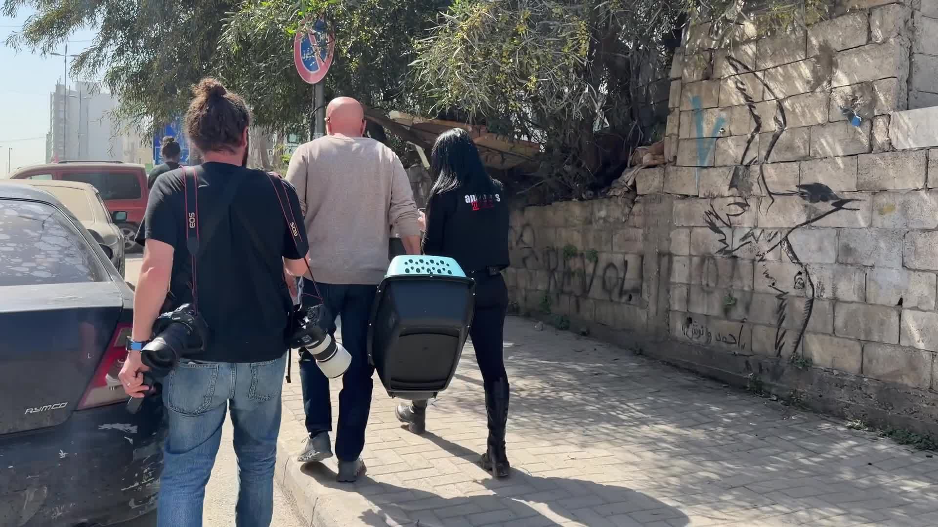 وسط القصف والنزوح.. مبادرات إنقاذ تعيد الأمل للحيوانات الأليفة